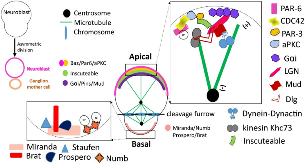 Cell division symmetry control and cancer stem cells.