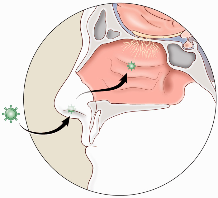 Role of Olfaction in Human Health: A Focus on Coronaviruses.