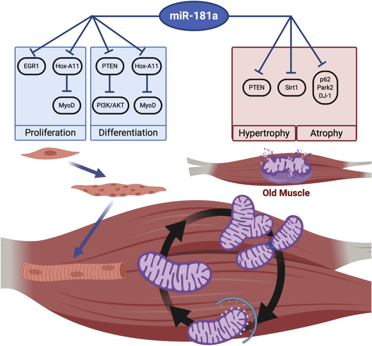 Aging Science Talks: The role of miR-181a in age-related loss of muscle mass and function