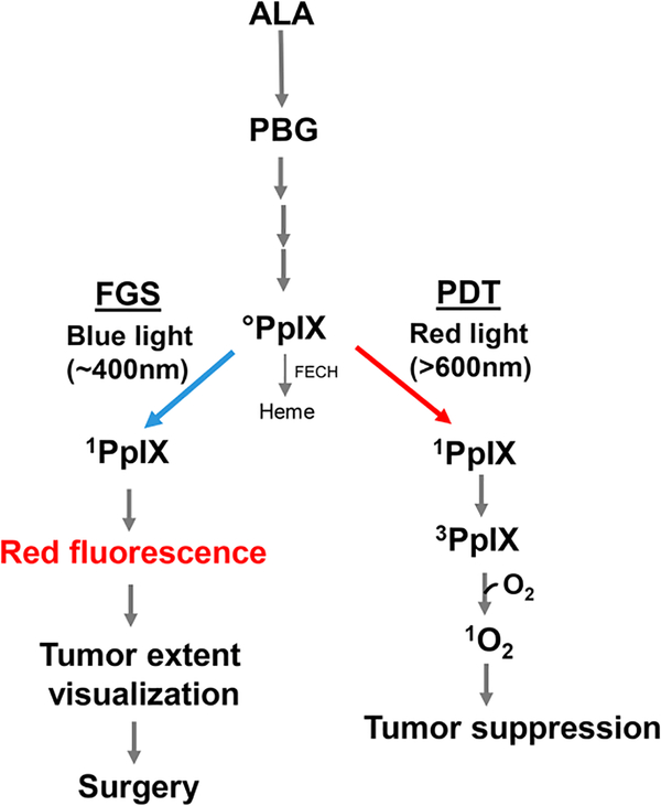 Negative effects of tumor cell nitric oxide on anti-glioblastoma photodynamic therapy.
