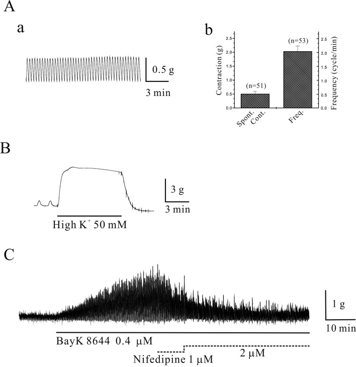 Physiological function and molecular composition of ATP-sensitive K<sup>+</sup> channels in human gastric smooth muscle.