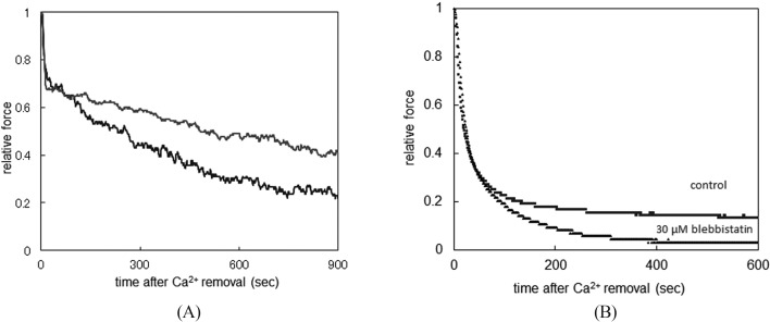 Accelerating effects of blebbistatin on relaxation process of cell membrane permeabilized trachea and taenia cecum from guinea pig.