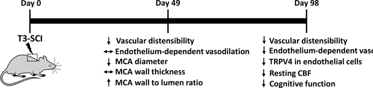 Duration and magnitude of bidirectional fluctuation in blood pressure: the link between cerebrovascular dysfunction and cognitive impairment following spinal cord injury.