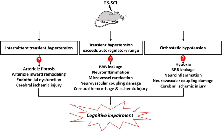 Duration and magnitude of bidirectional fluctuation in blood pressure: the link between cerebrovascular dysfunction and cognitive impairment following spinal cord injury.