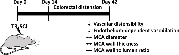 Duration and magnitude of bidirectional fluctuation in blood pressure: the link between cerebrovascular dysfunction and cognitive impairment following spinal cord injury.