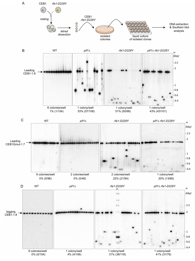 RPA and Pif1 cooperate to remove G-rich structures at both leading and lagging strand.