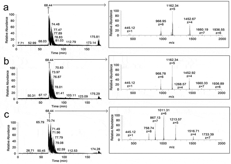 Determination of amyloid core regions of insulin analogues fibrils.