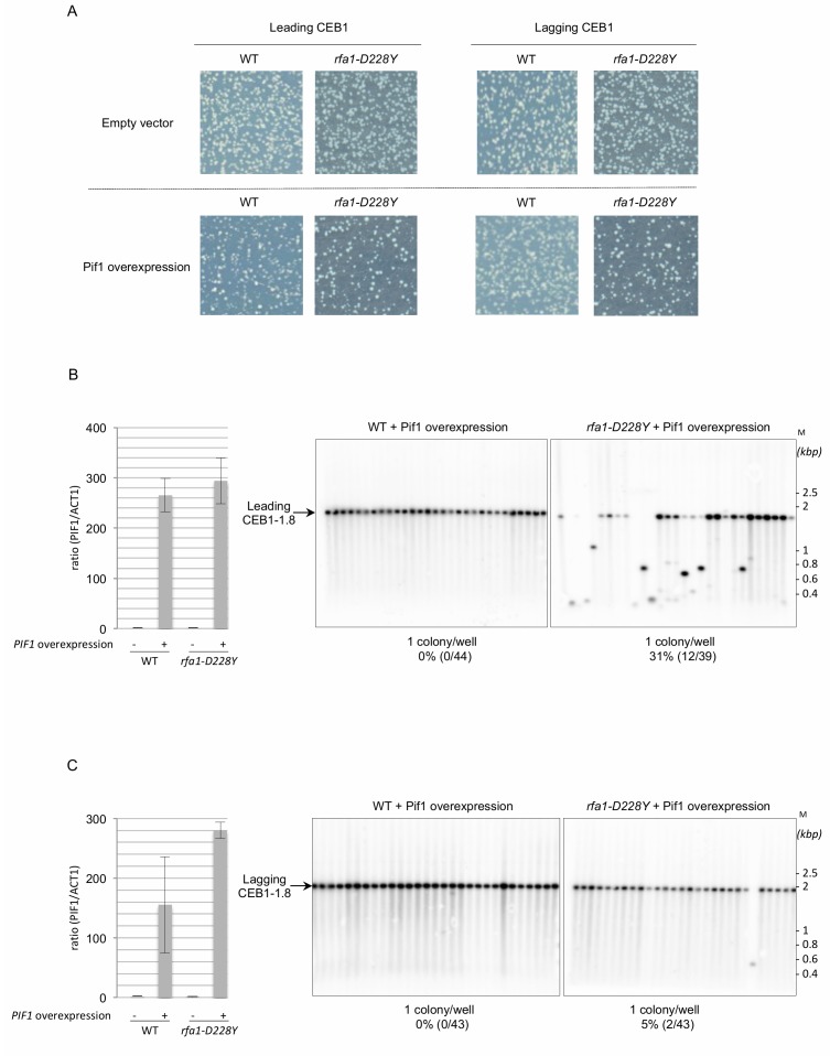 RPA and Pif1 cooperate to remove G-rich structures at both leading and lagging strand.