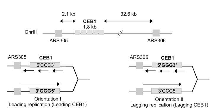 RPA and Pif1 cooperate to remove G-rich structures at both leading and lagging strand.