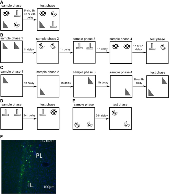 CREB transcription in the medial prefrontal cortex regulates the formation of long-term associative recognition memory.