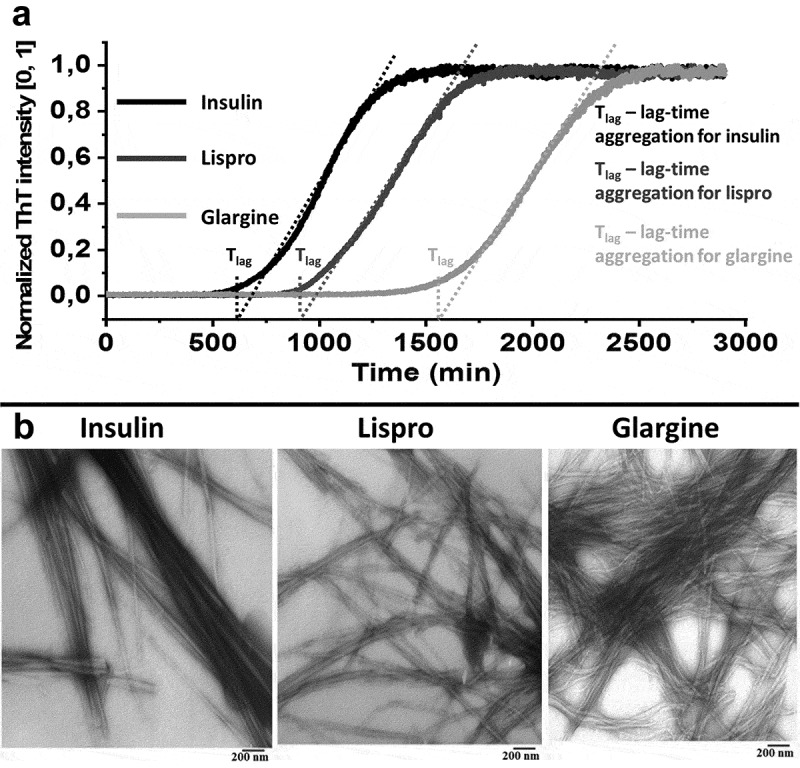 Determination of amyloid core regions of insulin analogues fibrils.