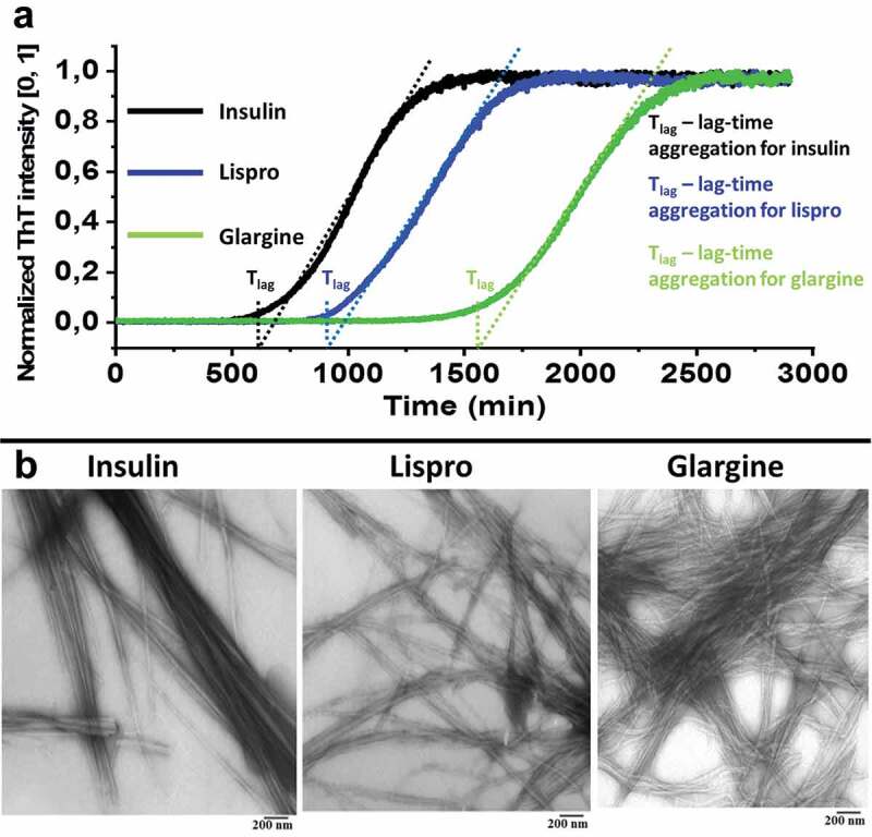 Determination of amyloid core regions of insulin analogues fibrils.