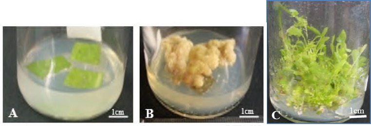 CALLUS INDUCTION OF <i>Sonchus arvensis</i> L. AND ITS ANTIPLASMODIAL ACTIVITY.