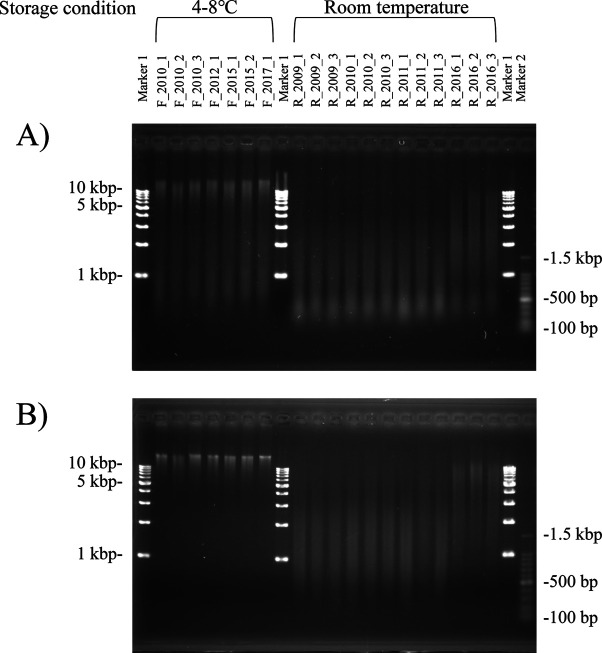 Whole-genome resequencing using genomic DNA extracted from horsehair roots for gene-doping control in horse sports.