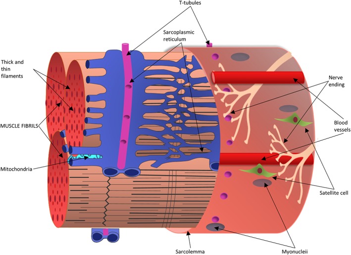 Skeletal muscle: A review of molecular structure and function, in health and disease.