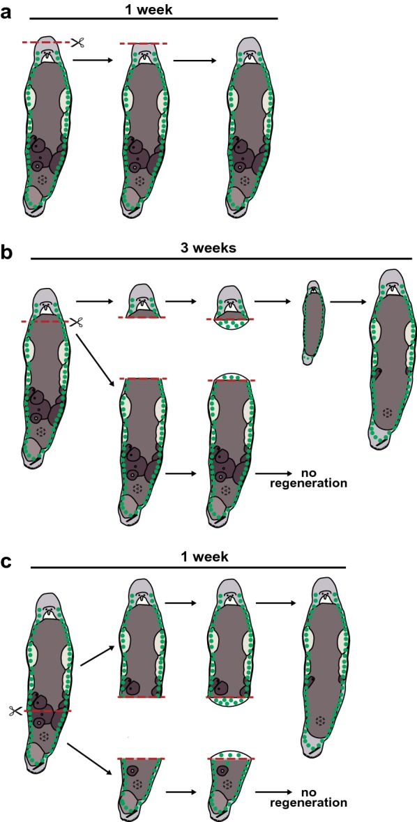 The free-living flatworm <i>Macrostomum lignano</i>.