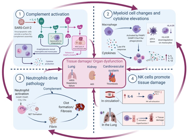 Innate immunology in COVID-19-a living review. Part II: dysregulated inflammation drives immunopathology.