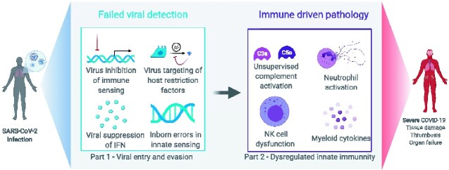 Innate immunology in COVID-19-a living review. Part II: dysregulated inflammation drives immunopathology.