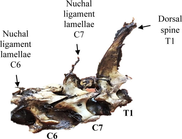 An <i>in situ</i> and ultrasound study of Yonaguni ponies revealed the rare finding of the nuchal ligament lamellae from C2-C7.