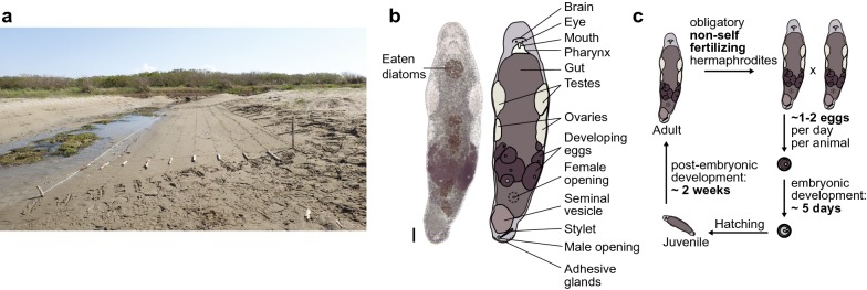 The free-living flatworm <i>Macrostomum lignano</i>.