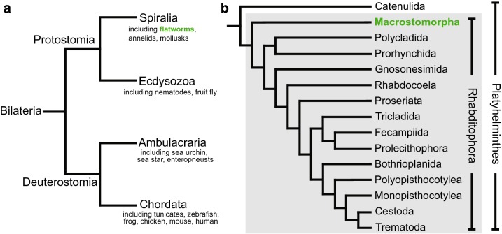 The free-living flatworm <i>Macrostomum lignano</i>.