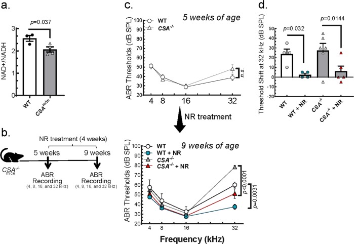 Short-term NAD<sup>+</sup> supplementation prevents hearing loss in mouse models of Cockayne syndrome.