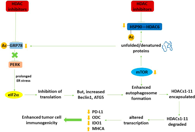 Metabolism of Histone Deacetylase Proteins Opsonizes Tumor Cells to Checkpoint Inhibitory Immunotherapies.