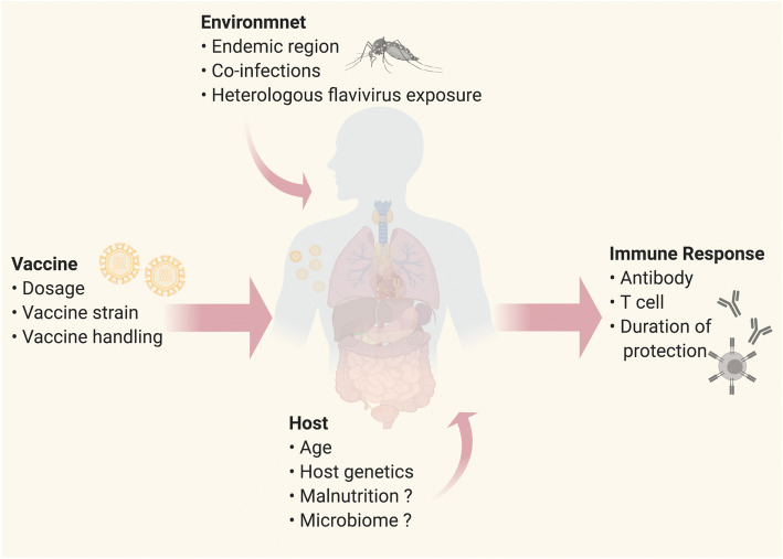 Vaccination and Therapeutics: Responding to the Changing Epidemiology of Yellow Fever.