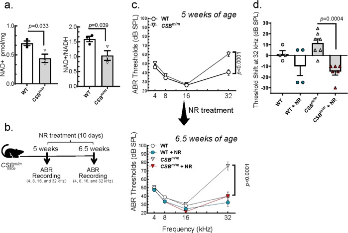 Short-term NAD<sup>+</sup> supplementation prevents hearing loss in mouse models of Cockayne syndrome.