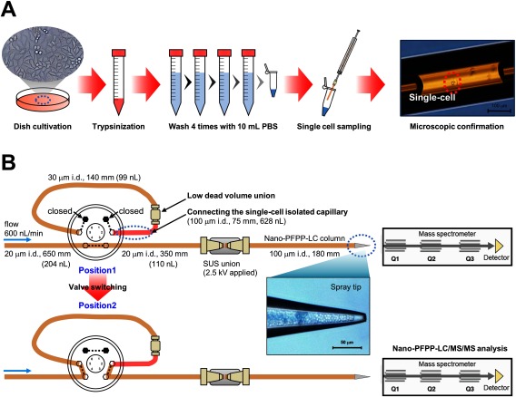 An Analytical System for Single-Cell Metabolomics of Typical Mammalian Cells Based on Highly Sensitive Nano-Liquid Chromatography Tandem Mass Spectrometry.