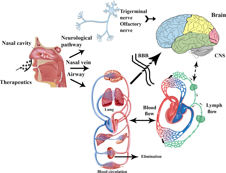 Oral and Intra-nasal Administration of Nanoparticles in the Cerebral Ischemia Treatment in Animal Experiments: Considering its Advantages and Disadvantages.