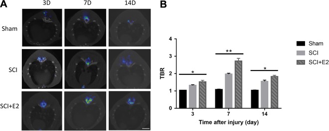 Prognosis Evaluation Using <sup>18</sup>F-Alfatide II PET in a Rat Model of Spinal Cord Injury Treated With Estrogen.