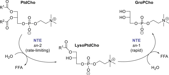 Neuropathy target esterase (NTE/PNPLA6) and organophosphorus compound-induced delayed neurotoxicity (OPIDN).