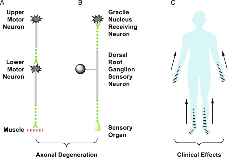 Neuropathy target esterase (NTE/PNPLA6) and organophosphorus compound-induced delayed neurotoxicity (OPIDN).