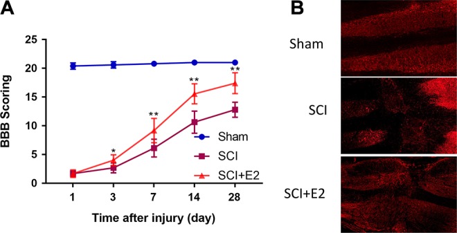 Prognosis Evaluation Using <sup>18</sup>F-Alfatide II PET in a Rat Model of Spinal Cord Injury Treated With Estrogen.