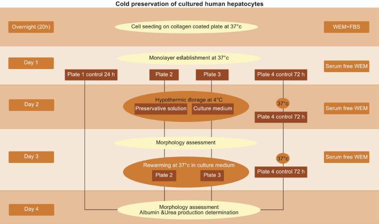 Effects of Different Cold Preservation Solutions on the Functions of Cultured Isolated Human Hepatocytes.