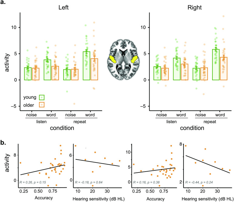 Age-Related Differences in Auditory Cortex Activity During Spoken Word Recognition.