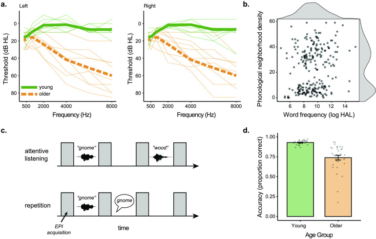 Age-Related Differences in Auditory Cortex Activity During Spoken Word Recognition.