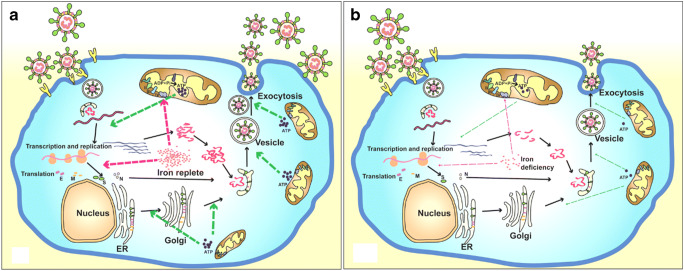 Depriving Iron Supply to the Virus Represents a Promising Adjuvant Therapeutic Against Viral Survival.