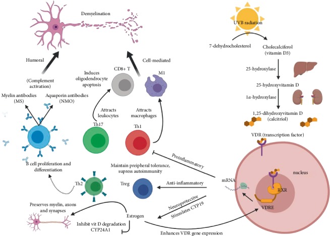 Vitamin D and Demyelinating Diseases: Neuromyelitis Optica (NMO) and Multiple Sclerosis (MS).