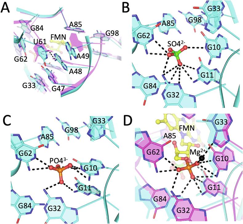 FMN riboswitch aptamer symmetry facilitates conformational switching through mutually exclusive coaxial stacking configurations