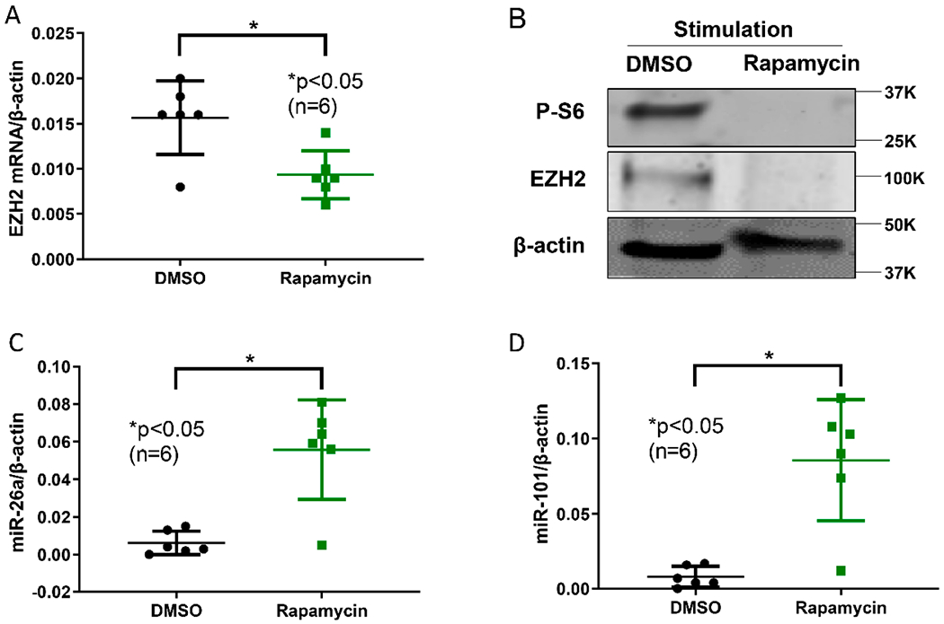 Increased Expression of EZH2 Is Mediated by Higher Glycolysis and mTORC1 Activation in Lupus CD4<sup>+</sup> T Cells.