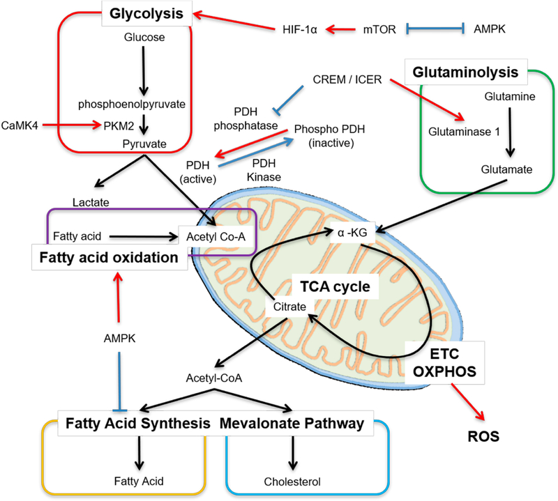 T cell Metabolism in Lupus.