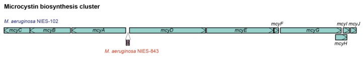 Genomic Characteristics of the Toxic Bloom-Forming Cyanobacterium <i>Microcystis aeruginosa</i> NIES-102.