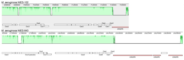 Genomic Characteristics of the Toxic Bloom-Forming Cyanobacterium <i>Microcystis aeruginosa</i> NIES-102.