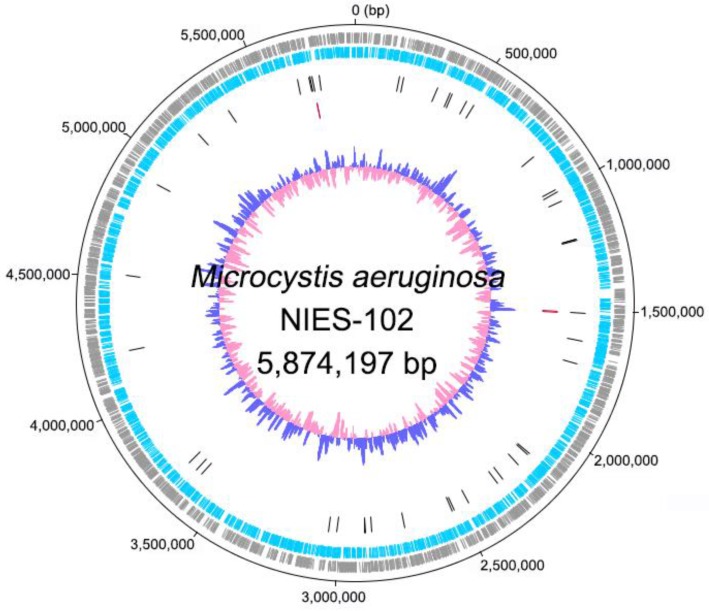 Genomic Characteristics of the Toxic Bloom-Forming Cyanobacterium <i>Microcystis aeruginosa</i> NIES-102.