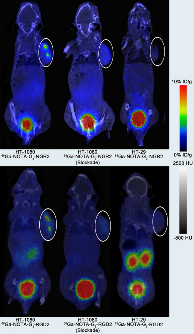 Research Progress of Radiolabeled Asn-Gly-Arg (NGR) Peptides for Imaging and Therapy.