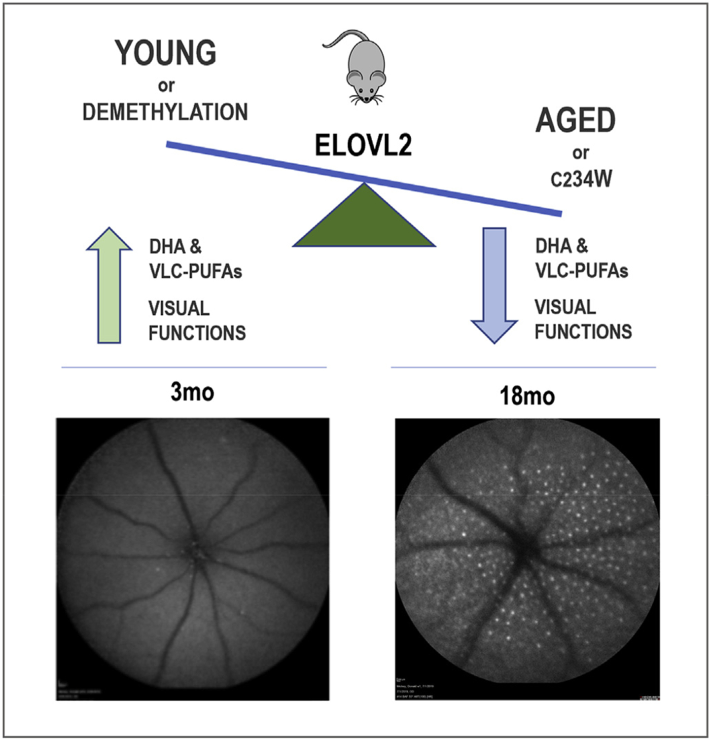 ELOVL2: Not just a biomarker of aging