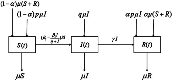 Global dynamics of a novel deterministic and stochastic SIR epidemic model with vertical transmission and media coverage.