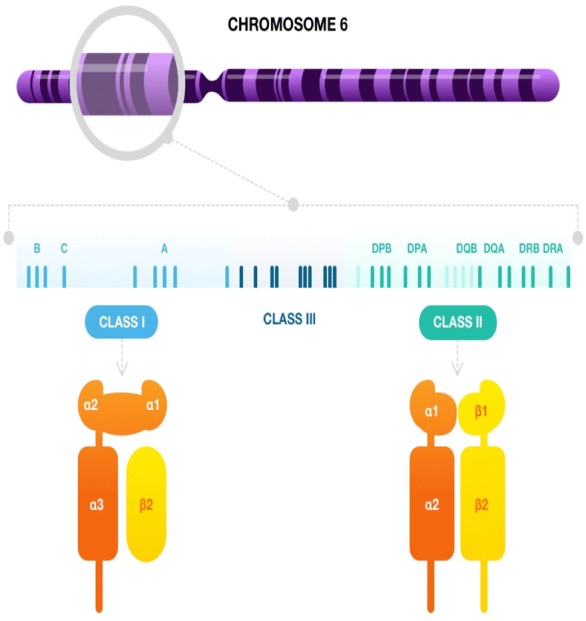 Associations between HLA and autoimmune neurological diseases with autoantibodies.